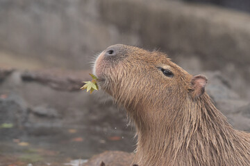 可愛いカピバラ