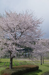 Fototapeta premium 並んで咲いている桜の木々