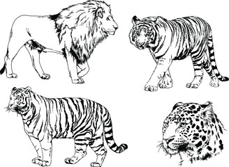 a set of vector drawings of various predators , tigers and lions, drawn in ink by hand, realistic for the logo	