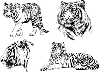 a set of vector drawings of various predators , tigers and lions, drawn in ink by hand, realistic for the logo	