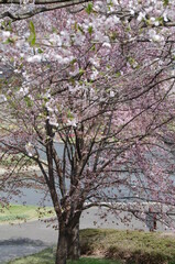 春の水辺に咲く桜の花