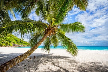 palm tree on tropical beach anse georgette in paradise on praslin, seychelles