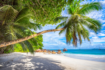 palm tree on tropical beach anse lazio in paradise on praslin, seychelles