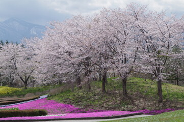 Naklejka premium 春の桜の木々の淡いピンク色と芝桜のピンクの競演