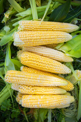 Collecting young corn in summer. Harvesting from the vegetable garden. Agriculture. Close-up