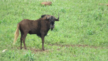 Black wildebeeste (Connonchaetes gnou), Suikerbosrand Nature Reserve, Gauteng, South Africa