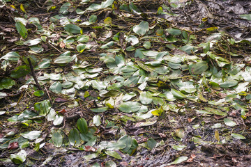 Broad-leaved or floating pondweed plant