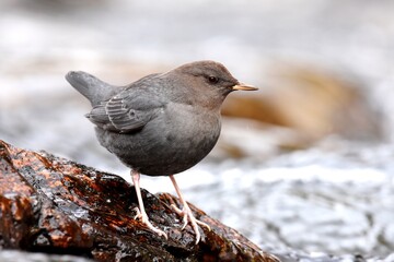 An American Dipper feeds in a river in the Rocky Mountians.