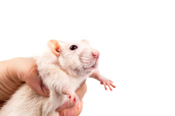 Dumbo rat in hand on a white background