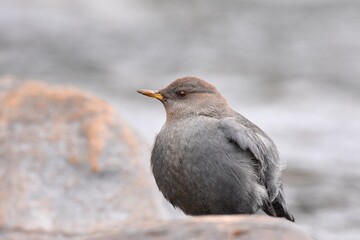 An American Dipper feeds in a river in the Rocky Mountians.