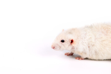 rat dumbo on a white background