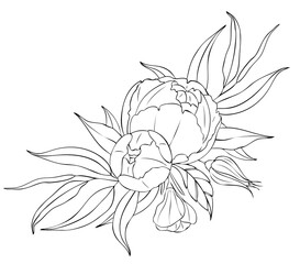 Peony flowers and leaves, tattoo compositions. Black linear illustration isolated on a white background.