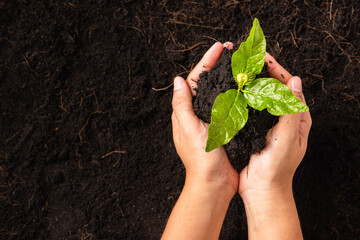 Hand of woman holding compost fertile black soil with nurturing tree growing green small plant life, Concept of Save World, Earth day and Hands ecology environment - obrazy, fototapety, plakaty