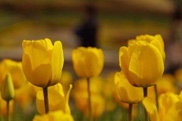 春の訪れ、黄金色に輝く黄色いチューリップの花