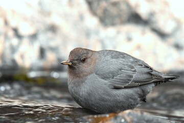 An American Dipper feeds in a river in the Rocky Mountians.