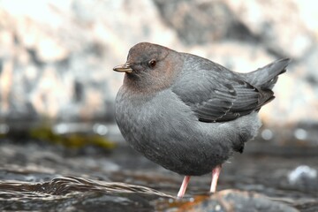 An American Dipper feeds in a river in the Rocky Mountians.