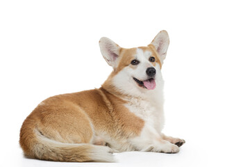dog welsh corgi pembroke on a white background with an open mouth. Red-haired pet in the studio.
