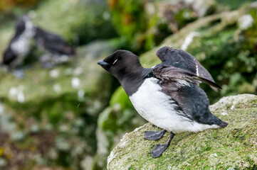 Dovekie (Alle alle) at least auklet colony in St. George Island, Alaska, USA