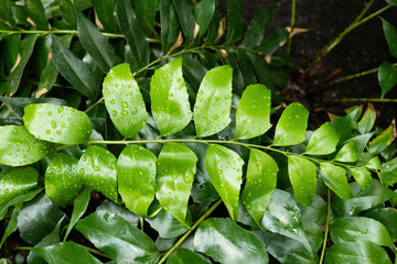 Cyrtomium Falcatum Fern Plant