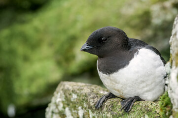 Dovekie (Alle alle) at least auklet colony in St. George Island, Alaska, USA