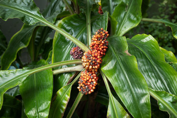 Palisota Pynaertii Tropical Plant