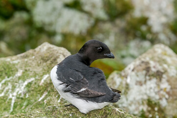 Dovekie (Alle alle) at least auklet colony in St. George Island, Alaska, USA