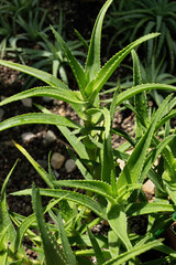 Aloe sp Plant