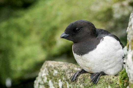 Dovekie (Alle Alle) At Least Auklet Colony In St. George Island, Alaska, USA