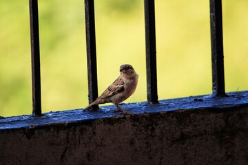 sparrow on a fence
