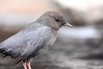 An American Dipper feeds in a river in the Rocky Mountians.