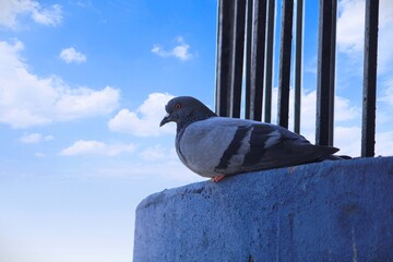 pigeon on the rooftop