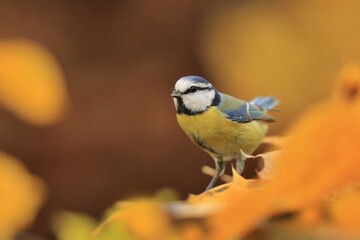 cute eurasian blue tit sitting on the ground. Parus caeruleus. Autumn wildlife scene from nature. Bird in the nature habitat. Cyanistes caeruleus © Monikasurzin