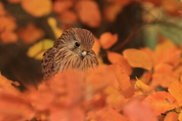 Falco tinnunculus. Close up portrait of a Common kestrel. Autumn scene with bird of prey. 