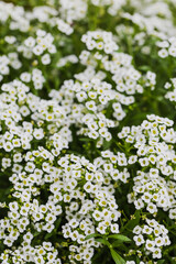 white cute flowers background. lovely white flowers in the garden