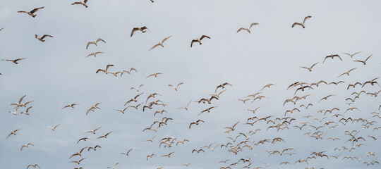 Flying flock of white gulls. A lot of birds in the sky.