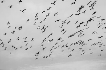 Flying flock of white gulls. A lot of birds in the sky. Black and white.