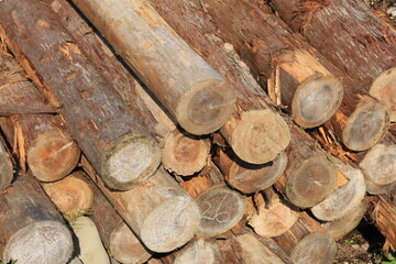 たくさん積まれた丸太