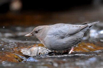 An American Dipper feeds in a river in the Rocky Mountians.