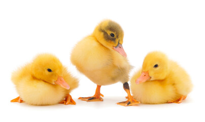 Three little cute duckling.