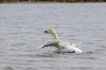 Molting Bewick's Swan (Cygnus bewickii) in Barents Sea coastal area, Russia