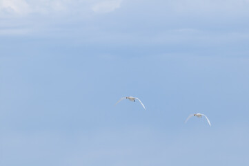 Bewick's Swans (Cygnus bewickii) in Barents Sea coastal area, Russia