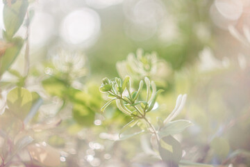Green background with leaves and bokeh. Spring and summer background