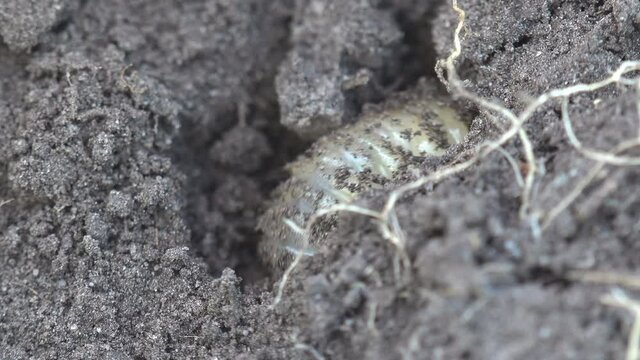 Macro view insect in wildlife. May beetle larva burrows into soft black soil and move legs, animals