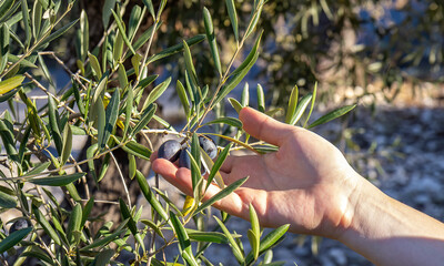 Picking olives by hand.