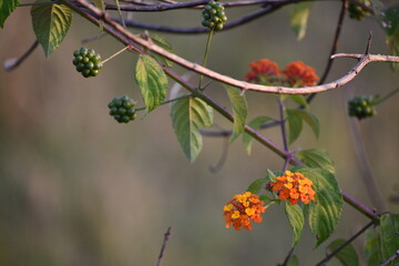 WILD FLOWER