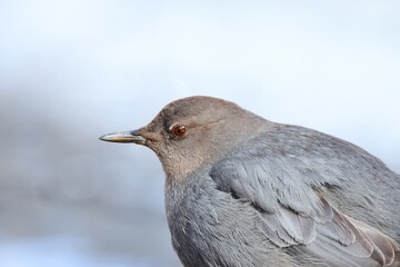 An American Dipper feeds in a river in the Rocky Mountians.