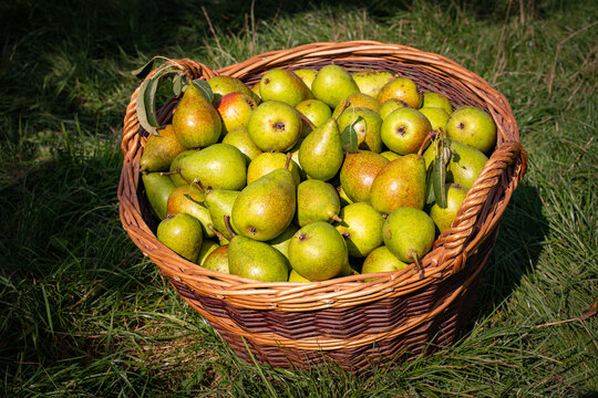 Gesundes Obst aus regionaler Erzeugung, Obsternte von einer Streuobstwiese in Deutschland. Landwirtschaftliches Symbolfoto.