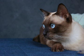 Siamese cat with blue eye sitting on the sofa in house at Bangkok,Thailand. Thai cat looking something.