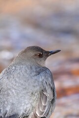 An American Dipper feeds in a river in the Rocky Mountians.