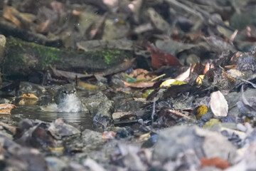 japanese bush warbler in the dark forest